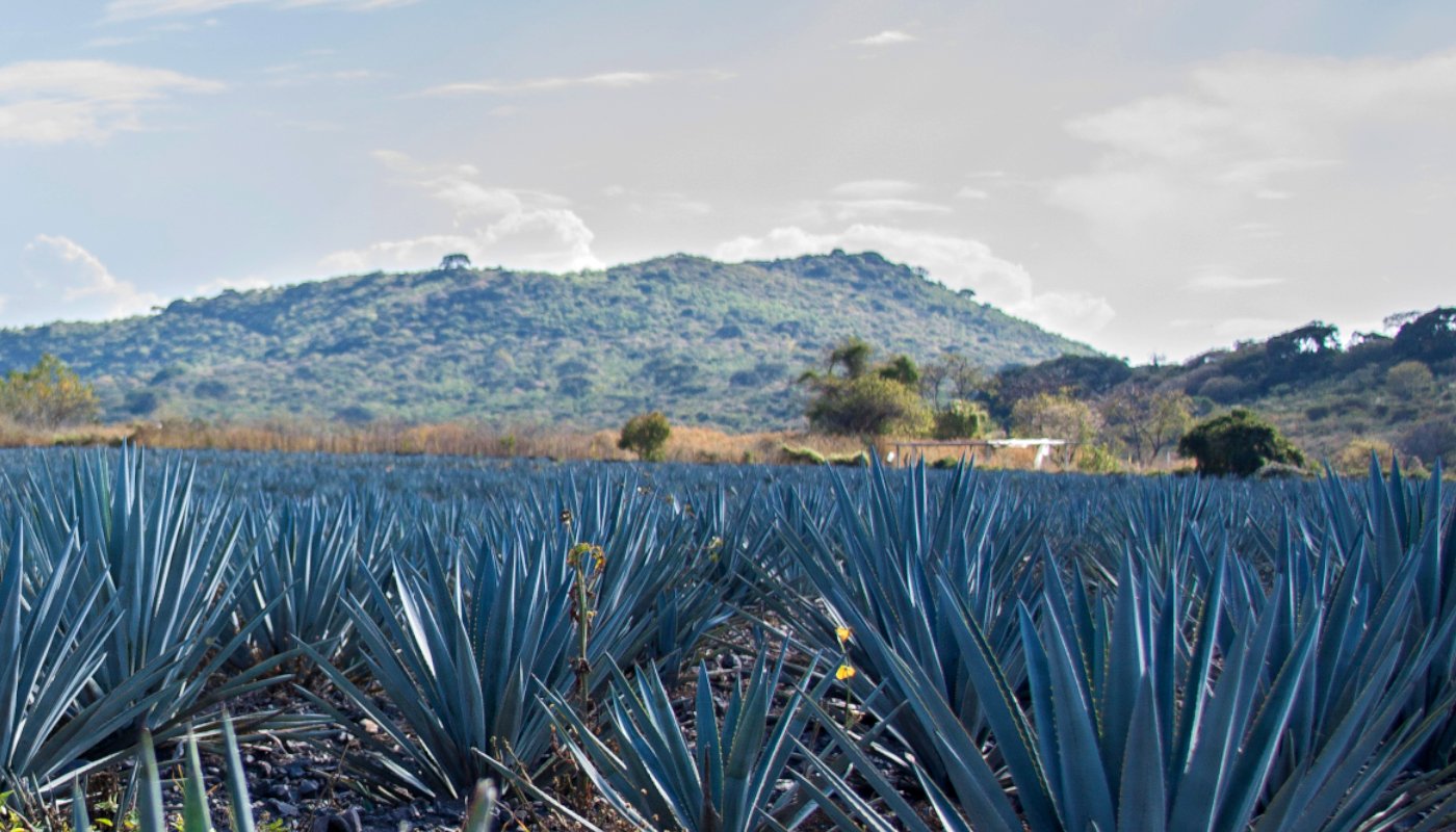 Agavales Tequila